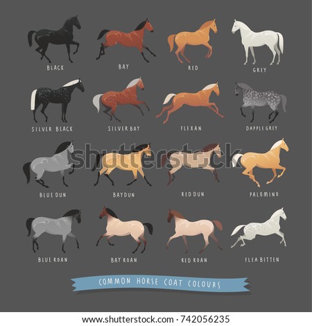 Common horse coat colours such as black and bay, silver gene horse and dapple grey horse, roan and dun coat horse and others