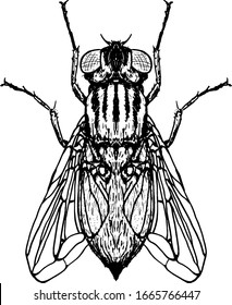 A common house fly insect, scientifically known as Diptera Muscidae. Hand drawn vector illustration. 