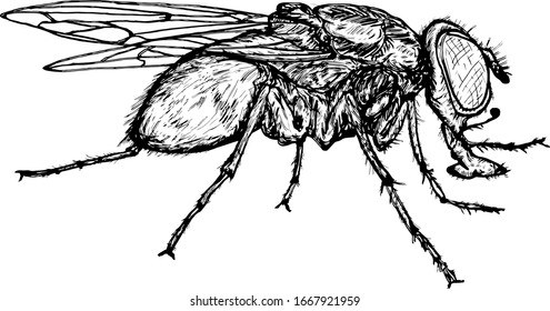 A common house fly insect, scientifically known as Diptera Muscidae. Hand drawn vector illustration.