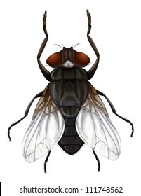 Common house fly on white