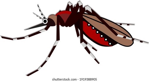 common house mosquito , vector illustration