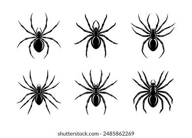 Arte vectorial de Araña Casa Común ilustrador