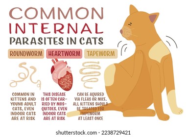 Common internal parasites in cats. Heartworms, roundworms, hookworms, tapeworms. Medical veterinarian infographics. Useful information in cartoon style. Vector illustration. Horizontal poster