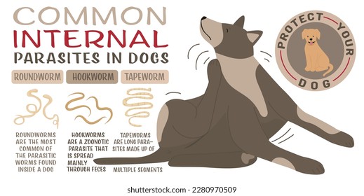 Common internal parasites in dogs. Roundworms, hookworms, tapeworms. Medical veterinarian infographics. Useful information in cartoon style. Vector illustration. Horizontal poster