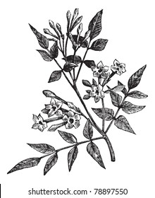 Common Jasmine or Jasminum officinale or Poet's Jasmine or Jessamine, vintage engraving. Old engraved illustration of Common Jasmine isolated on a white background. Trousset encyclopedia (1886 - 1891)