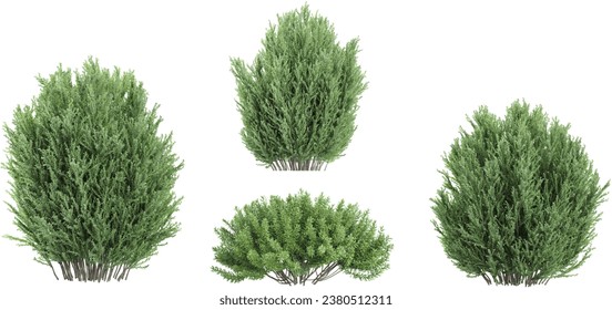 Common juniper,Rosemary Trees isolated on white background, tropical trees isolated used for design, advertising and architecture