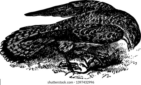 Common Kestral is a European bird of prey vintage line drawing or engraving illustration.