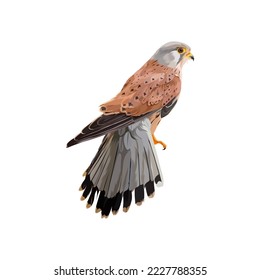 Common Kestrel bird vector illustration