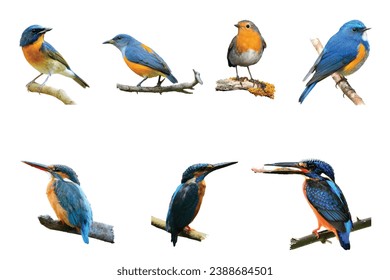 El comúnmente kingfisher (Alcedo en esto) humedella las plumas coloradas de las aves de diferentes aves que viven en estanques, pantanos. Las aves migratorias de invierno de Clamp permanecieron alrededor de 3 meses, Bang Poo, Tailandia.