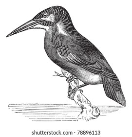 Kingfisher común o Alcedo ispida, grabado vintage. Vieja ilustración grabada de Common Kingfisher esperando en una rama.  Enciclopedia Trousset (1886-1891).