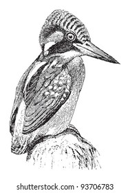  Common Kingfisher (Alcedo ispida) / vintage illustration from Meyers Konversations-Lexikon 1897