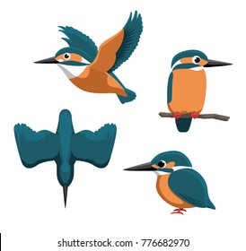 Common Kingfisher Cartoon Vector Illustration