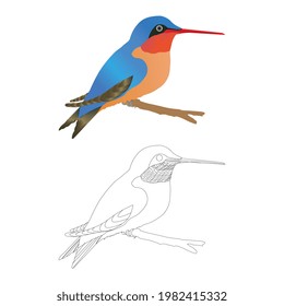 Common Kingfisher female [Alcedo atthis] Eurasian kingfisher and river kingfisher. Bird sitting on a branch. Birds of Europe. Spain,Bird - Bee-eaters (Merops apiaster)