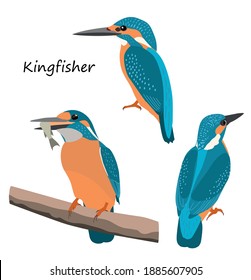 Common kingfisher isolated on white background. Vector illustration set.