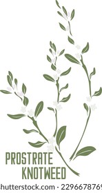 Planta común de césped de Knotgrass en silueta vectorial. Esquema de hierbas medicinales de Polygonum aviculare. Imagen vectorial de Prostrate knotweed para medicina y botánica. Piscina común en contorno y color