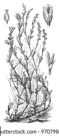 Common Knotgrass (Polygonum aviculare) / vintage illustration from Meyers Konversations-Lexikon 1897