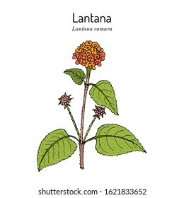 Common lantana (Lantana camara), or big-sage, wild-sage, red-sage, white-sage, tickberry and umbelanterna, medicinal plant. Hand drawn botanical vector illustration