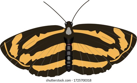 The Common Lascar, an uncommon butterfly of the Nymphalid family. It is found in South India and parts of the Himalayas.