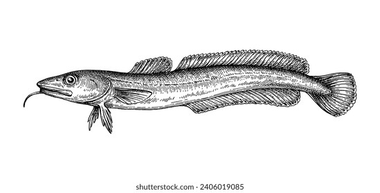 Common ling. Illustration of Molva molva. Ink sketch of fish isolated on white background. Retro style.
