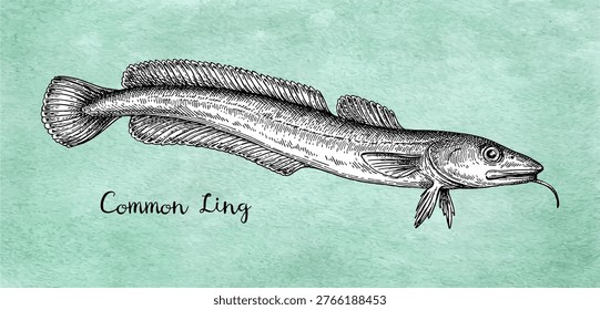 Common ling. Ink sketch of Molva molva on old paper background. Hand-drawn vintage engraving illustration.