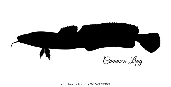 Common ling. Molva molva. Silhouette of fish isolated on white background.