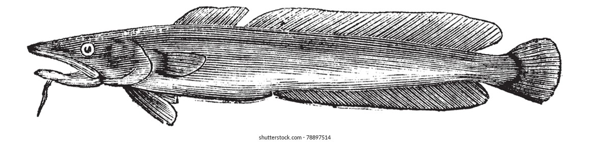 Common ling or Molva molva or Ling, vintage engraving. Old engraved illustration of Common ling isolated on a white background. Trousset encyclopedia (1886 - 1891)