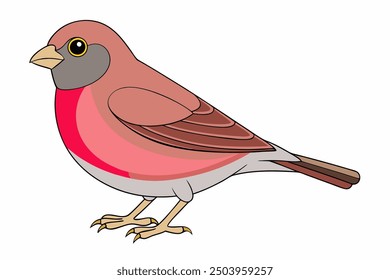 Common Linnet Bird Vector Illustration on White Background