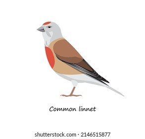 Common linnet isolated on white background. Vector illustration