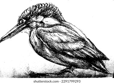 common little kingfisher (Scientific name: Alcedo atthis; English: Common kingfisher) is a type of kingfisher found in Thailand. Classified in the family Kingfisher. (Alcedinidae) and is relatively sm