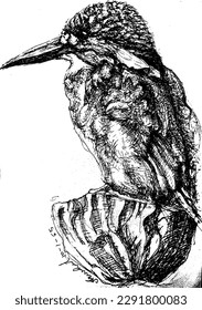 common little kingfisher (Scientific name: Alcedo atthis; English: Common kingfisher) is a type of kingfisher found in Thailand. Classified in the family Kingfisher. (Alcedinidae) and is relatively sm