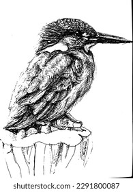 common little kingfisher (Scientific name: Alcedo atthis; English: Common kingfisher) is a type of kingfisher found in Thailand. Classified in the family Kingfisher. (Alcedinidae) and is relatively sm