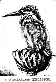 common little kingfisher (Scientific name: Alcedo atthis; English: Common kingfisher) is a type of kingfisher found in Thailand. Classified in the family Kingfisher. (Alcedinidae) and is relatively sm