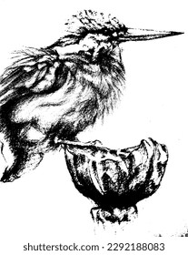 common little kingfisher (Scientific name: Alcedo atthis; English: Common kingfisher) is a type of kingfisher found in Thailand. Classified in the family Kingfisher. (Alcedinidae) and is relatively sm