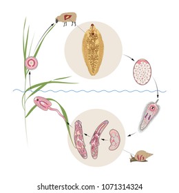 Common Liver Or Sheep Liver Fluke (Fasciola Hepatica) Life Cycle