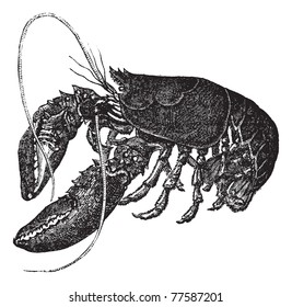 Common lobster or Homarus gammarus or European lobster, vintage engraving. Old engraved illustration of Common lobster, isolated on a white background. Trousset Encyclopedia