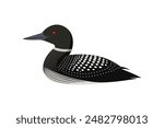 common loon bird vector art illustration image