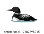 common loon bird vector art illustration image