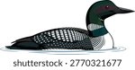 Common loon swimming gracefully in calm water detailed plumage aquatic bird diving bird watching water creature aquatic life marine life illustration