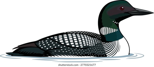 Common loon swimming gracefully in calm water detailed plumage aquatic bird diving bird watching water creature aquatic life marine life illustration