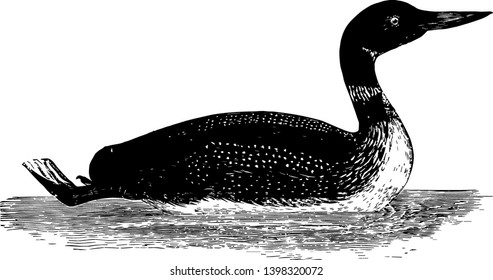 Common Loon in which head and neck deep glossy greenish black vintage line drawing or engraving illustration.