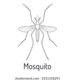 Mosquito común de la malaria. Insectos. Fauna para colorear. Boceto gráfico aislado con título. Ilustración vectorial.