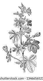 Common mallow can be more usefully describe as some of our gloriously abundant plant helpers. Number of mallow species have long been used as a food and medicine, wherever they in Middle East & Asia