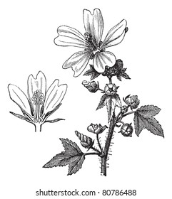 Common mallow or Malva sylvestris or Malva ambigua or Malva mauritiana or Malva erecta or Malva gymnocarpa or Cheeses or High mallow or Tall mallow, vintage engraving.Trousset encyclopedia 1886 - 1891