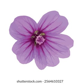 Common mallow Malva sylvestris purple flower isolated on white background. For design. Vector illustration. Cheeses, high mallow and tall mallow (mauve des bois). Bright mauve-purple, with dark veins.