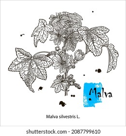 Common Mallow or Malva sylvestris, showing flowers, vintage engraved illustration. Botanical plant illustration.