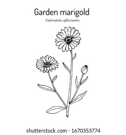 Common marigold (Calendula officinalis), medicinal plant. Hand drawn botanical vector illustration