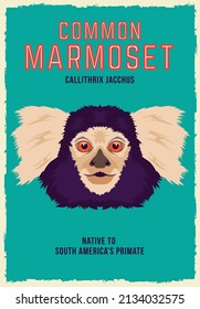 Common Marmoset face vector illustration, perfect for poster and tshirt design