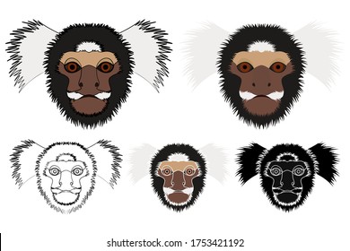 common marmoset monkey in face view