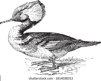 Common merganser, From the Dictionary of Word and Things, 1888.