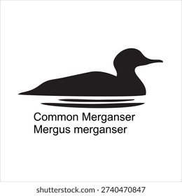 Common Merganser (Mergus merganser) Silhouette Vector Illustration Isolated on White